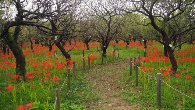 府中市郷土の森博物館の彼岸花