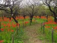 府中市郷土の森博物館の彼岸花