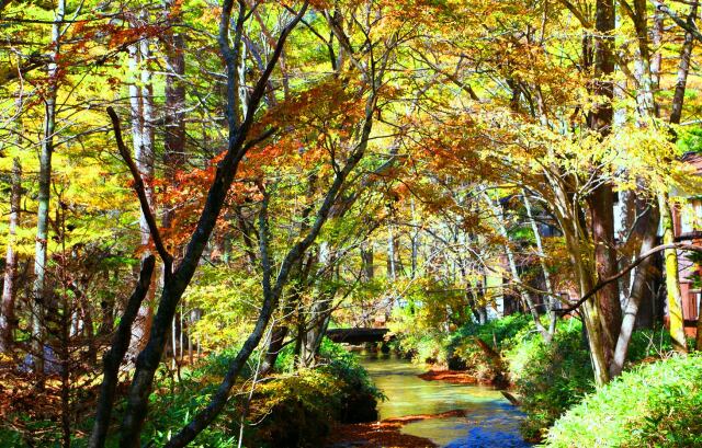 紅葉の散歩道