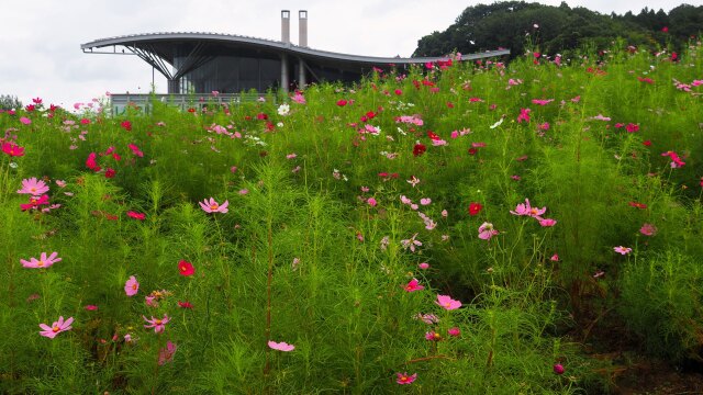 越後丘陵公園の秋桜