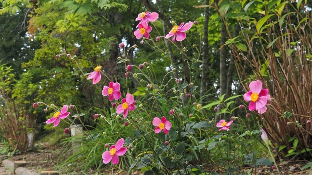 船岡城址公園の秋明菊