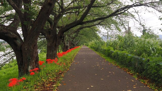 船岡城址公園の彼岸花