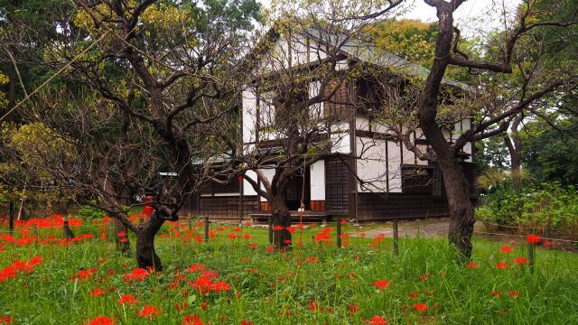 府中市郷土の森博物館の彼岸花