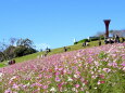 コスモスの丘 白木峰高原