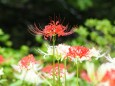 府中市郷土の森博物館の彼岸花