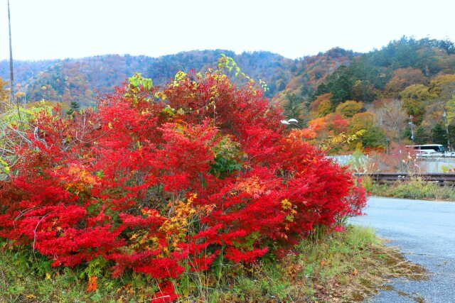 日光いろは坂紅葉