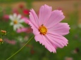 越後丘陵公園の秋桜