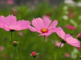 越後丘陵公園の秋桜