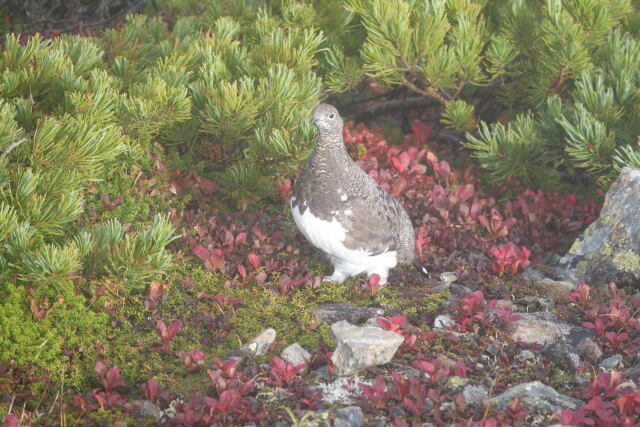 小蓮華山の雄雷鳥3