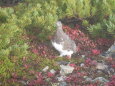 小蓮華山の雄雷鳥3