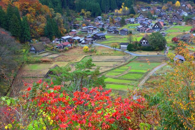 秋の白川郷