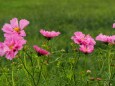 越後丘陵公園の秋桜