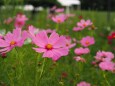 越後丘陵公園の秋桜