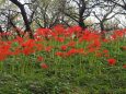 府中市郷土の森博物館の彼岸花