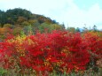 日光いろは坂紅葉