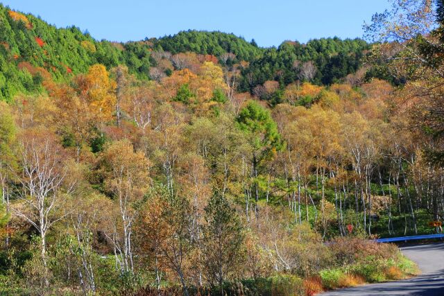 秋の紅葉散歩道