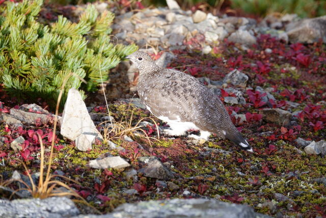 小蓮華山の雄雷鳥5