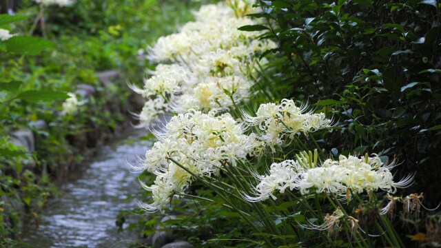 府中市郷土の森博物館の彼岸花