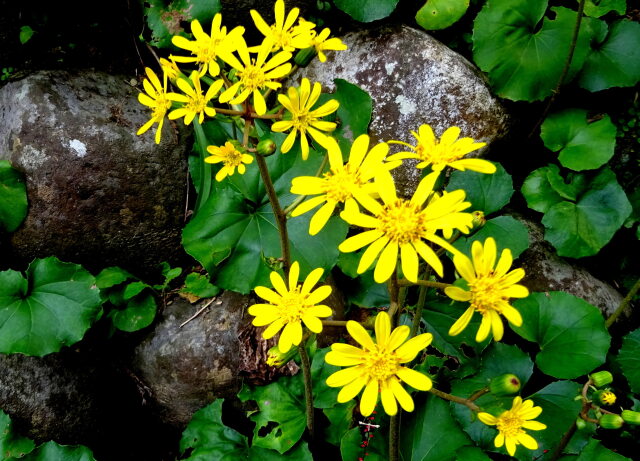 山道の途中で ツワブキの花