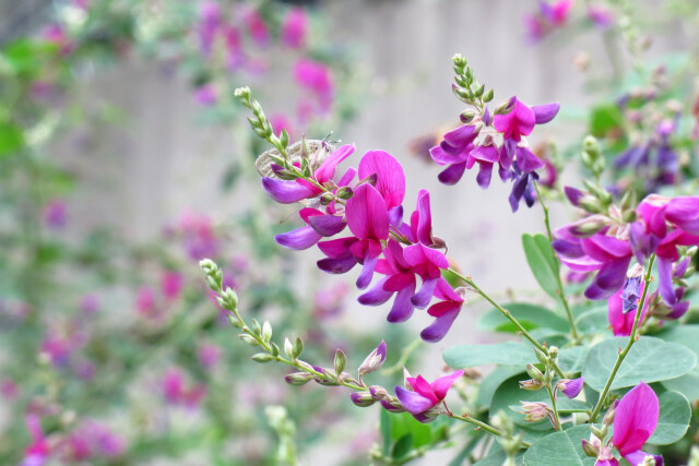 萩の花