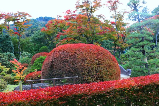 日光山輪王寺紅葉