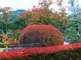 日光山輪王寺紅葉