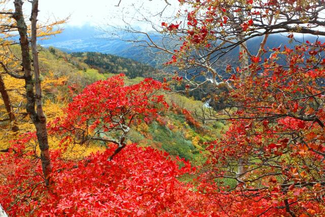 栂池自然園紅葉