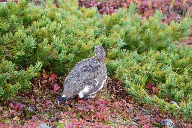 小蓮華山の雄雷鳥7