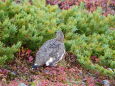 小蓮華山の雄雷鳥7