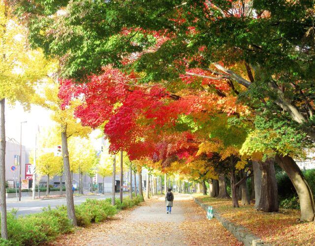 紅葉の朝に