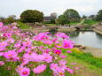 コスモスが咲いている公園