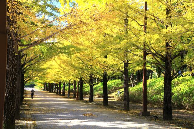 公園のイチョウ並木