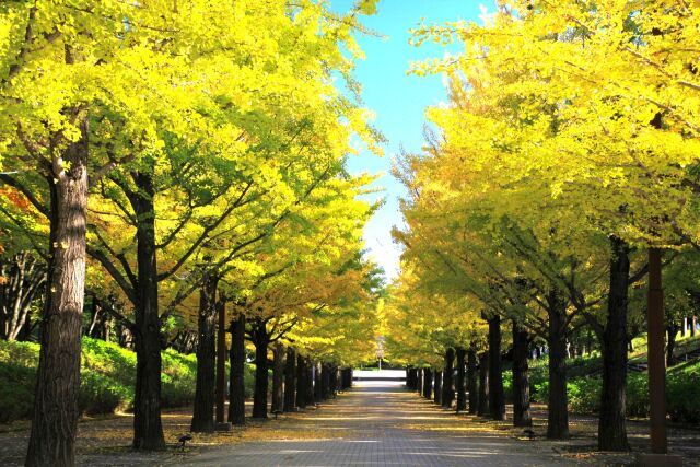 公園のイチョウ並木