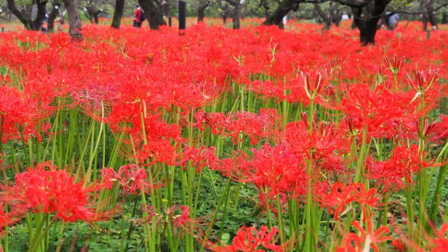 府中市郷土の森博物館の彼岸花