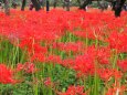 府中市郷土の森博物館の彼岸花