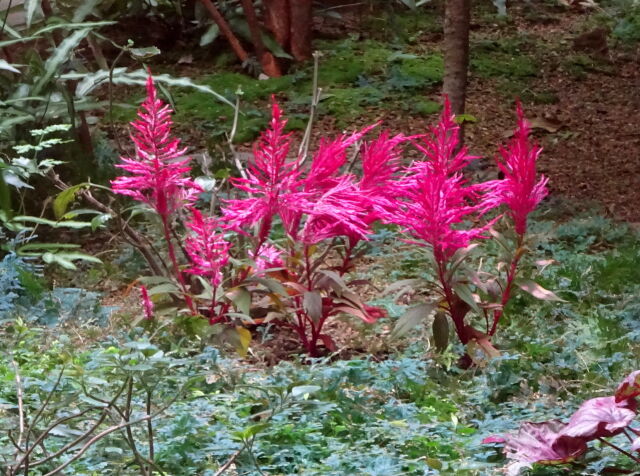 中庭の小さい秋 ケイトウの花