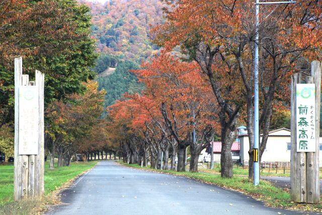 秋の前森高原