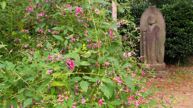 府中市郷土の森博物館の萩