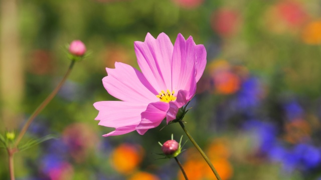 平泉の秋桜