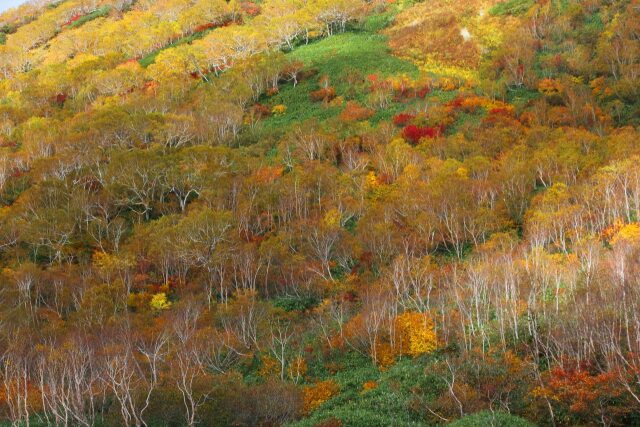 栂池自然園紅葉