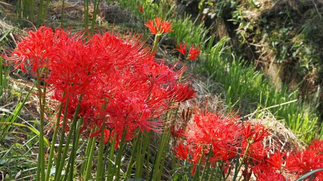 平泉の彼岸花