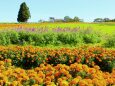 秋の青山リゾート