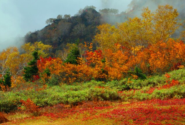 栂池自然園紅葉