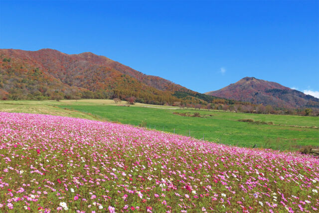 高原に秋 13 牧場