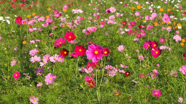 佐倉ふるさと広場の秋桜