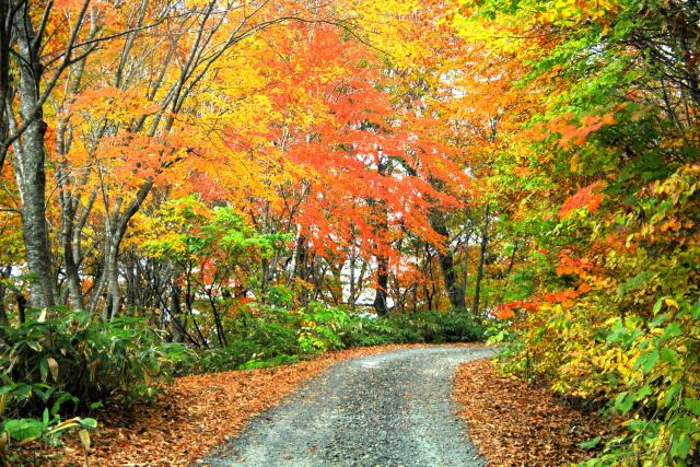 秋の山道