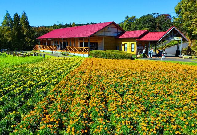 秋の青山リゾート