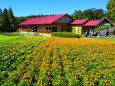 秋の青山リゾート