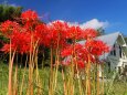 平泉の彼岸花