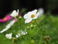 あしかがフラワーパークの秋桜